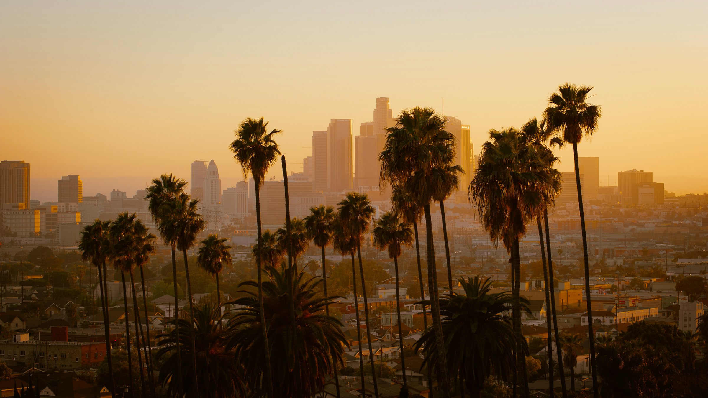 Downtown Los Angeles skyline at golden hour, framed by palm trees